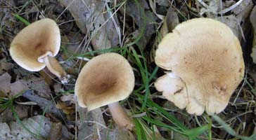 Lactarius rimosellus.